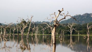 trees-701175_1280
