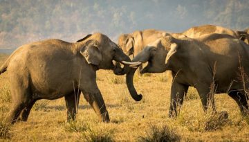 Dhikala - tuskers in action