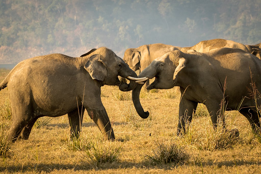 Dhikala – Explore the Most Popular Safari Zone of Jim Corbett National Park with Family